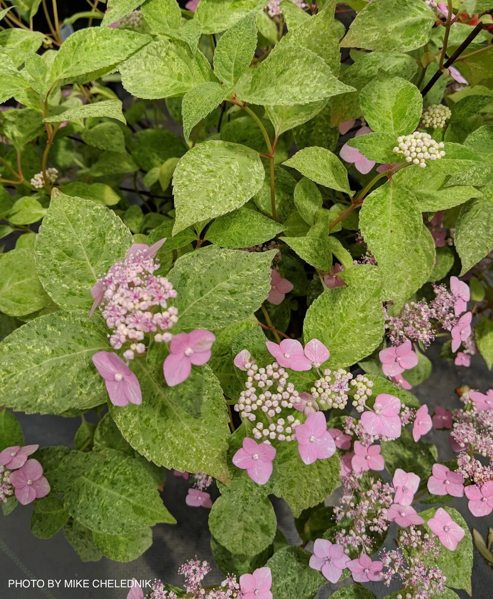 Fall Flowering Sale